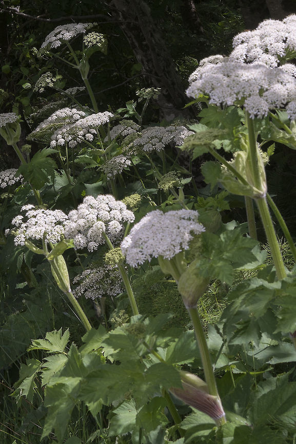 Cow Parsnip At first I was thinking that this must be giant hogweed - but there was so much of it that I decided it must not be, as that is considered to be a noxious invasive weed here in Washington and, I think, many counties require you to eradicate it if it is found on your property. Cow Parsnip,Geotagged,Heracleum maximum,Spring,United States