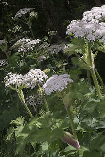 Cow Parsnip At first I was thinking that this must be giant hogweed - but there was so much of it that I decided it must not be, as that is considered to be a noxious invasive weed here in Washington and, I think, many counties require you to eradicate it if it is found on your property. Cow Parsnip,Geotagged,Heracleum maximum,Spring,United States