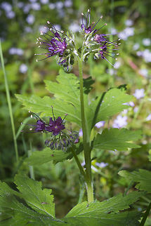 Pacific Waterleaf Most pictures of this seem to show the white flowered variety, but this particular area had only these very dark purple flowers. Geotagged,Hydrophyllum tenuipes,Spring,United States