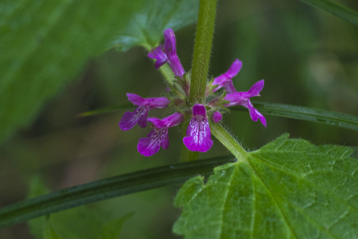 Mexican Hedge Nettle I&#039;m not sure exactly why it&#039;s called Mexican.. the range doesn&#039;t appear to extend down further than California. Geotagged,Mexican Hedge Nettle,Spring,Stachys mexicana,United States