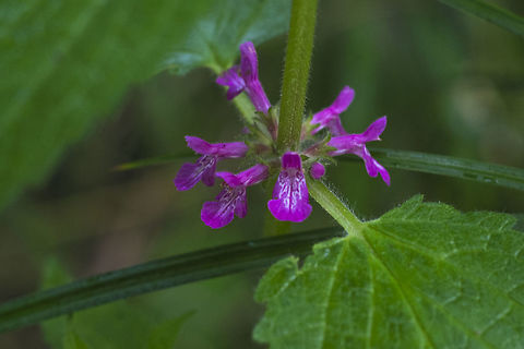 Mexican Hedge Nettle I'm not sure exactly why it's called Mexican.. the range doesn't appear to extend down further than California. Geotagged,Mexican Hedge Nettle,Spring,Stachys mexicana,United States