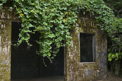 Western Wild Cucumber These vines were tangling around everything, taking over the old military buildings out on the coast. The leaves are bitter, but edible and the fruits can be used to create a soap like extract. Geotagged,Marah oreganus,Spring,United States