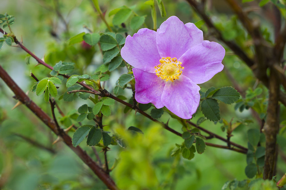 Nootka Rose  Geotagged,Rosa nutkana,Spring,United States