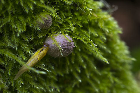 Slug investigating fungi Not having any luck with any part of this one yet.... will require more investigation. The slug could be a very young banana slug. The fungus may be very young Hare's Foots. Geotagged,Spring,United States