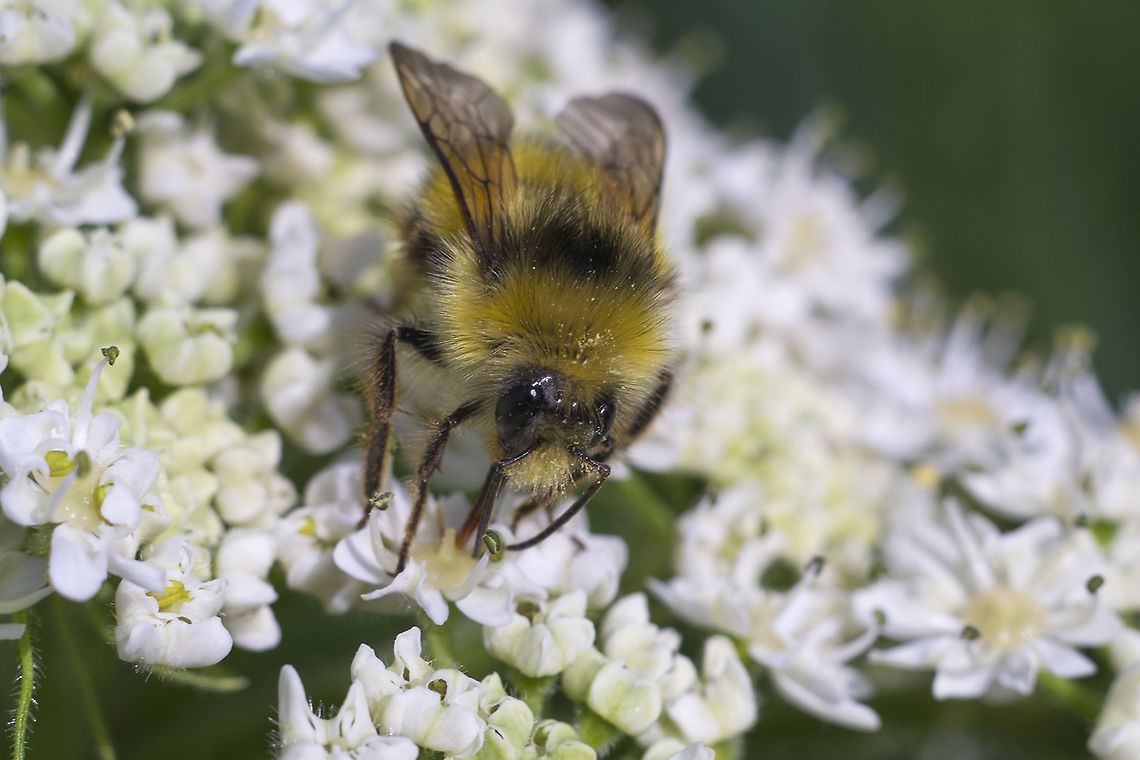 Bumble Bee working on ID - I think it's probably a Northern Golden Bumble Bee, but it may not be possible to tell without being able to see the tail. Geotagged,Spring,United States
