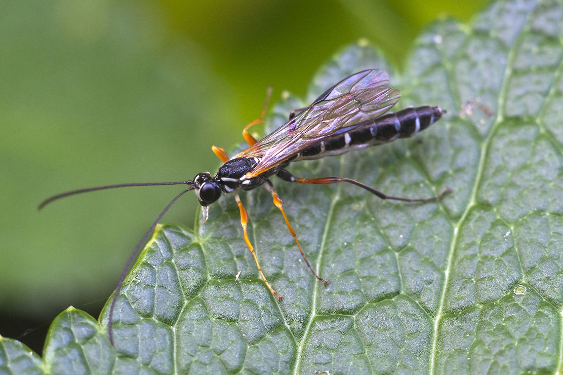 Ichneumon wasp Rhyssa alaskensis Geotagged,Rhyssa alaskensis,Spring,United States