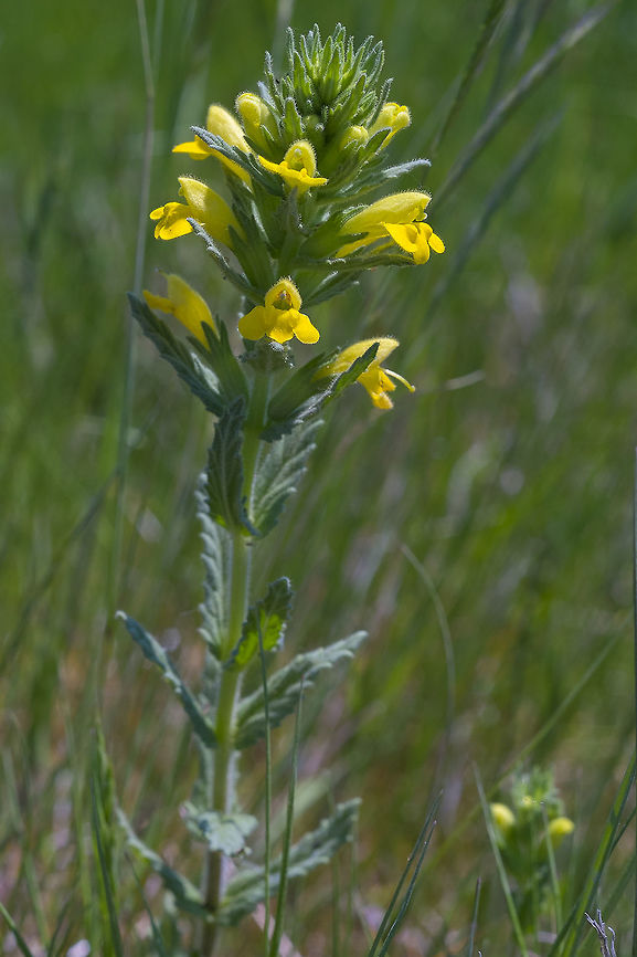 Yellow Parentucellia a non native, but not considered to be invasive as far as I can tell Geotagged,Parentucellia viscosa,Spring,United States