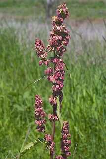 Western Dock Folk medicine says know this plant - rubbing a dock leaf on a nettle sting will make it stop stinging. The jury seems to be out about whether or not this is only placebo effect or if rubbing *any* leaf on your sting will work because it's the rubbing and not the dock, but hey - speaking as one who recently knelt in a nettle getting a photo, I'd be willing to give it a try! Geotagged,Rumex occidentalis,Spring,United States,Western Dock