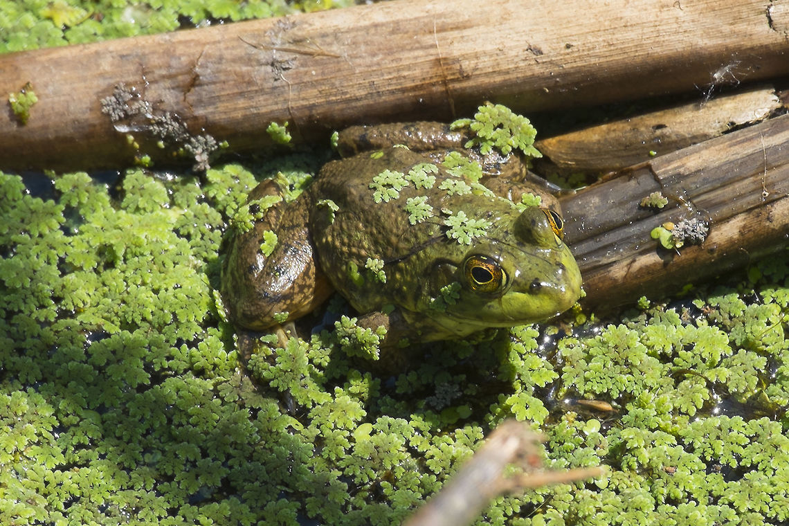 American Bullfrog This guy is an invader out here and likes to eat our smaller native frogs... Though I read recently somewhere that certain populations of Oregon Spotted frogs have been making a bit of a recovery due to the fact that the bullfrogs have forced breeding selection of larger spotted frogs by eating the smaller ones and now most of those areas adult Oregon spotteds no longer fit in a bullfrog's mouth :o  Evolution at work! American Bullfrog,American bullfrog,Geotagged,Invasive species,Lithobates catesbeianus,Rana catesbeiana,Spring,United States
