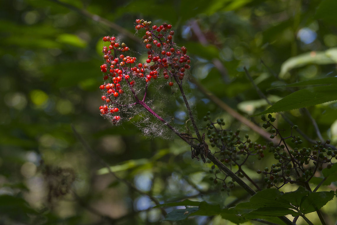 Red Elderberry Berries These bushes are growing a bit lower in elevation and are further along - there are berries already! Geotagged,Sambucus racemosa,Spring,United States
