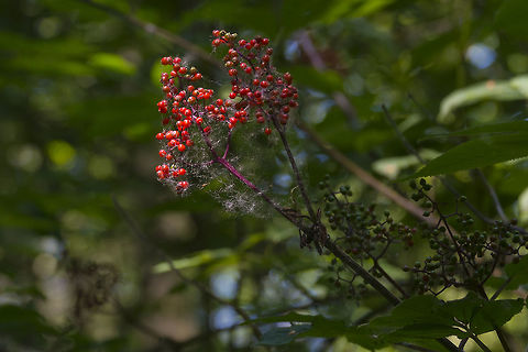 Red Elderberry Berries These bushes are growing a bit lower in elevation and are further along - there are berries already! Geotagged,Sambucus racemosa,Spring,United States