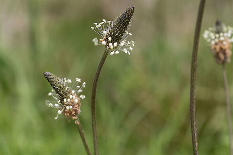 English Plaintain Even though this is a weed and an introduced one at that, I still am fascinated by these little flowers. Geotagged,Plantago lanceolata,Ribwort Plantain,Spring,United States