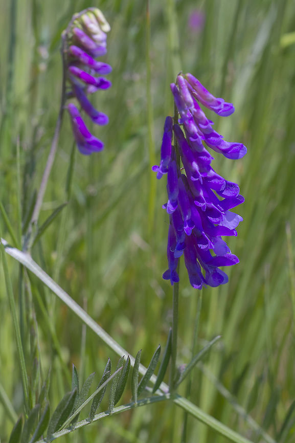 Wooly Vetch This is an introduced species - it has been used as a cover crop on farms, which may be how it came to be in this place, which before it's restoration as an estuary was diked and converted to a dairy farm (and part of it is still diked and harvested for hay). Geotagged,Hairy vetch,Spring,United States,Vicia villosa