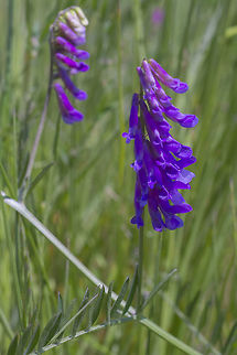 Wooly Vetch This is an introduced species - it has been used as a cover crop on farms, which may be how it came to be in this place, which before it's restoration as an estuary was diked and converted to a dairy farm (and part of it is still diked and harvested for hay). Geotagged,Hairy vetch,Spring,United States,Vicia villosa