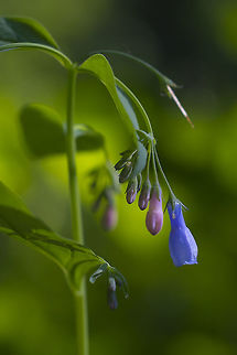 Tall Bluebells with a few little bonus aphids Geotagged,Mertensia paniculata,Spring,United States