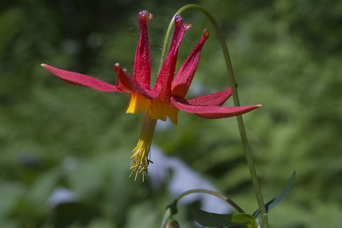 Red Columbine  Aquilegia formosa,Crimson columbine,Geotagged,Spring,United States