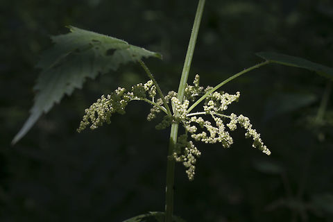 Stinging Nettle Some trails are absolutely lined with these plants at this time of the year. Don't touch! It'll give you a nasty sting that lasts for quite some time and rubbing it with a dock leaf is just a temporary fix. I don't begrudge it all though - it is the main food for the caterpillars of many butterflies, so without the nettles we would lose the butterflies. Geotagged,Spring,Stinging nettle,United States,Urtica dioica