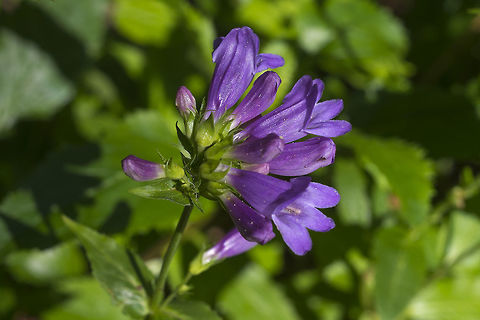 Cascade penstemon