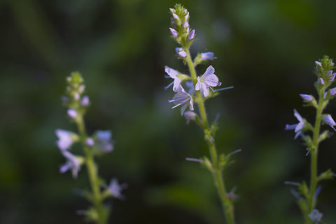 Thyme Leaved Speedwell  Geotagged,Spring,United States,Veronica serpyllifolia