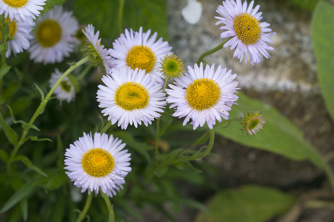 Wandering Daisy  Erigeron peregrinus,Geotagged,Spring,United States
