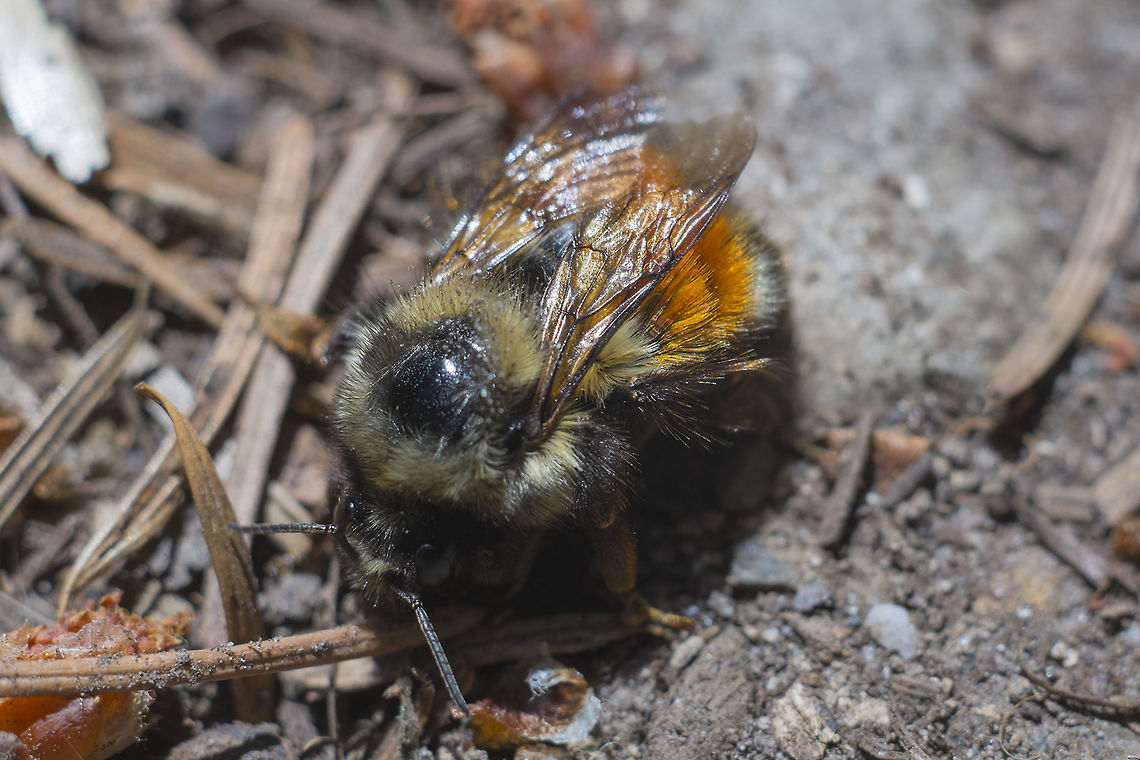 poss Bombus Sylvicola  Geotagged,Spring,United States
