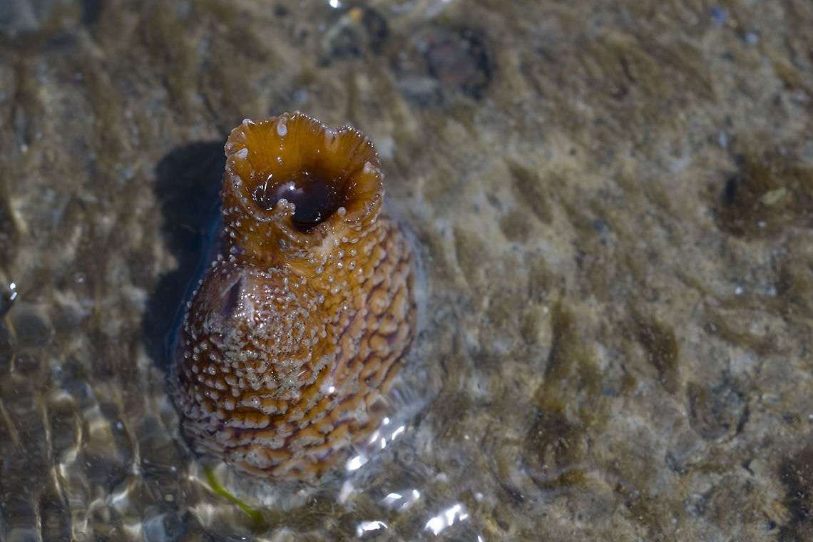 Rough Piddock Clams that have the peculiar talent of being able to bore into hard mud and rock rather than digging into the sand. Geotagged,Rough Piddock,Spring,United States,Zirfaea pilsbryi