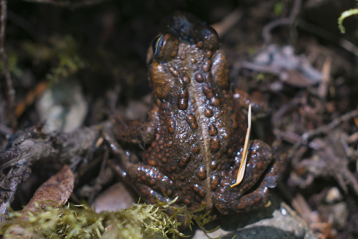 Western Toad  Anaxyrus boreas,Geotagged,Spring,United States,Western toad