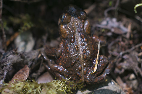Western Toad  Anaxyrus boreas,Geotagged,Spring,United States,Western toad