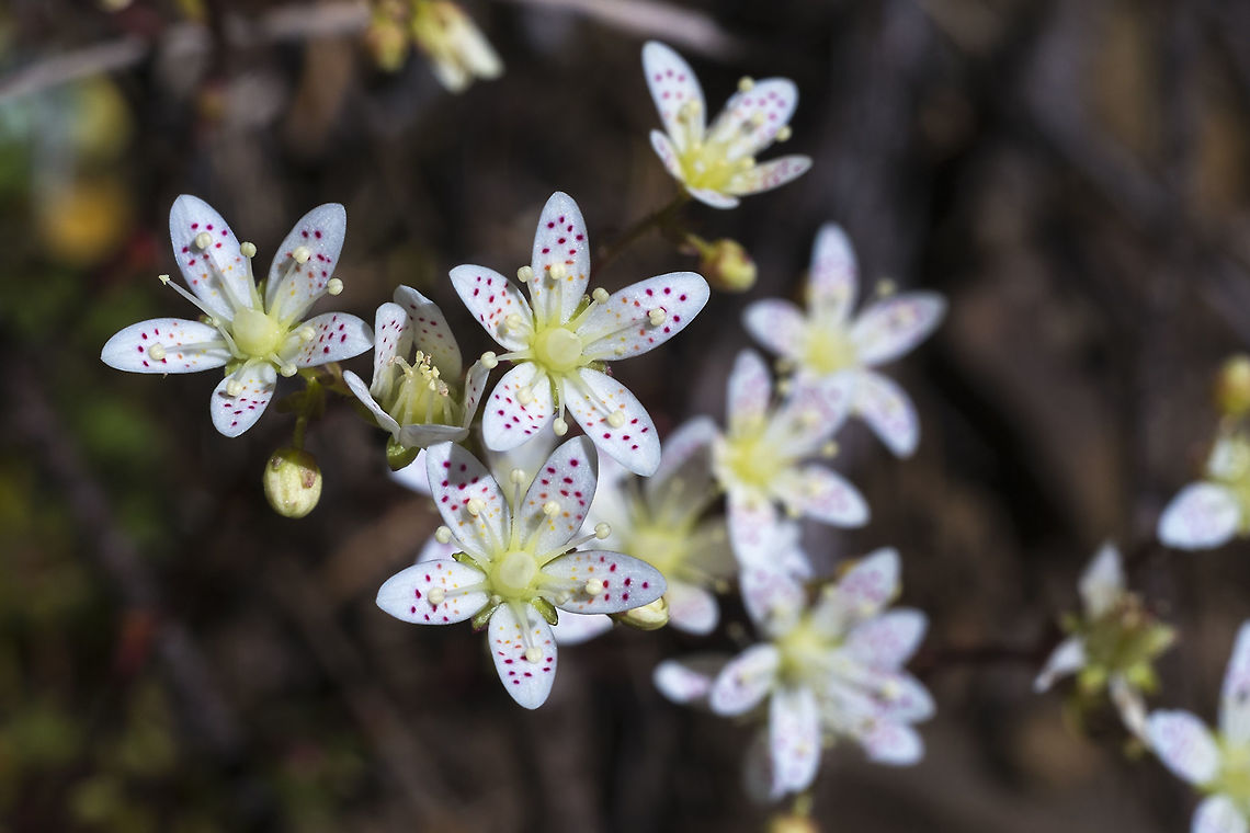 Spotted Saxifrage  Geotagged,Saxifraga bronchialis,Spotted Saxifrage,Spring,United States