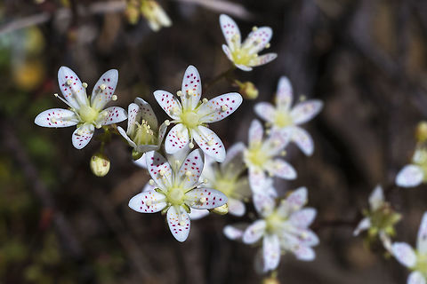Spotted Saxifrage  Geotagged,Saxifraga bronchialis,Spotted Saxifrage,Spring,United States