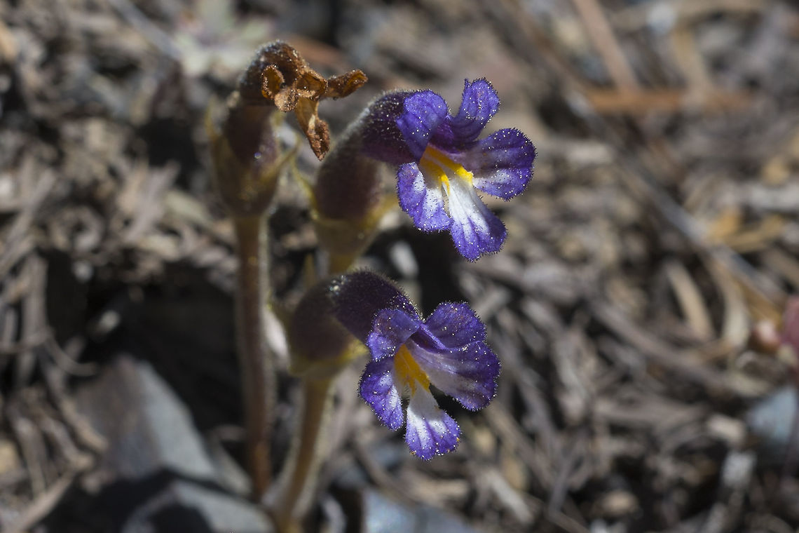Clustered Broomrape  Geotagged,Orobanche fasciculata,Spring,United States