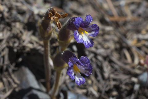 Clustered Broomrape  Geotagged,Orobanche fasciculata,Spring,United States