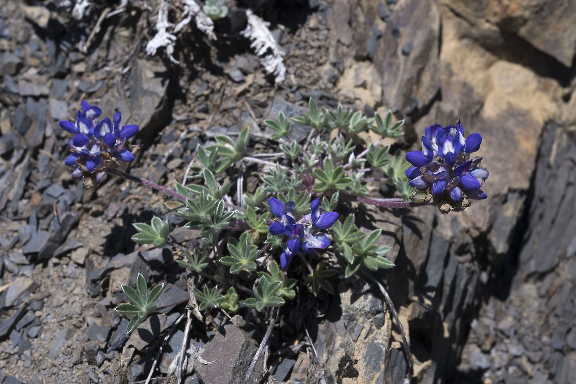 Dwarf Lupine Lupinus lepidus var lobbi Geotagged,Lupinus lepidus,Spring,United States
