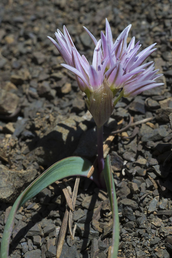 Olympic Onion  Allium crenulatum,Geotagged,Olympic onion,Spring,United States