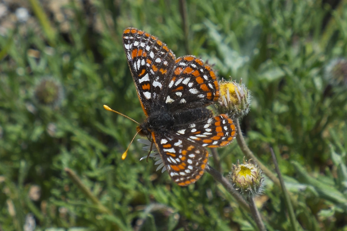 Edith's Checkerspot? another candidate I&#039;m not great with butterflies - but I think this one may be an Edith&#039;s Checkerspot. The spots seem to match the reference you posted -  Wildflower? Unfortunately I don&#039;t have a wing underside. I was lucky that this one was still long enough for one frame! Edith’s Checkerspot,Euphydryas editha,Geotagged,Spring,United States