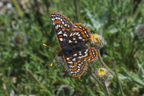 Edith's Checkerspot? another candidate I'm not great with butterflies - but I think this one may be an Edith's Checkerspot. The spots seem to match the reference you posted -  Wildflower? Unfortunately I don't have a wing underside. I was lucky that this one was still long enough for one frame! Edith&rsquo;s Checkerspot,Euphydryas editha,Geotagged,Spring,United States