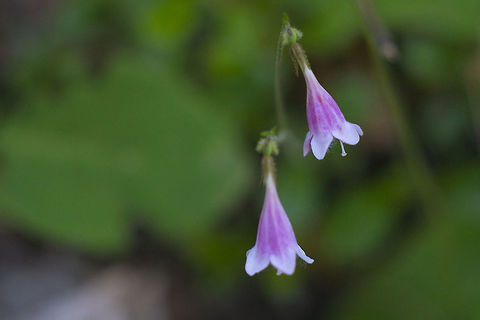 Twin Flower  Geotagged,Linnaea borealis,Spring,United States
