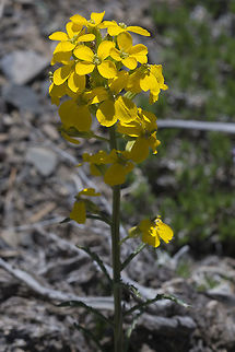 Cascade wallflower