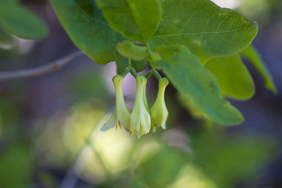 Utah Honeysuckle  Geotagged,Lonicera utahensis,Spring,United States