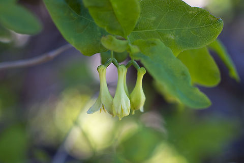 Utah Honeysuckle  Geotagged,Lonicera utahensis,Spring,United States