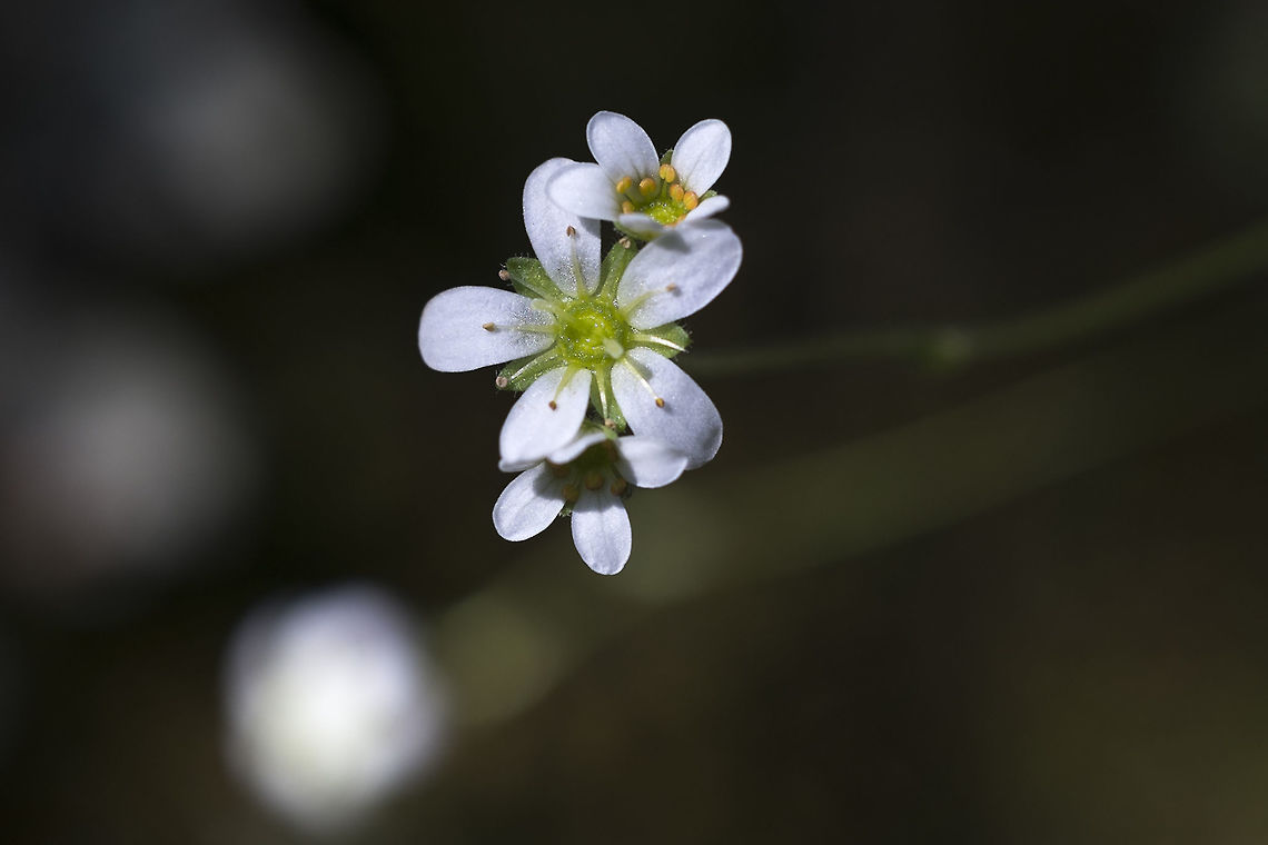 Tufted Saxifrage  Geotagged,Saxifraga cespitosa,Spring,Tufted Saxifrage,United States