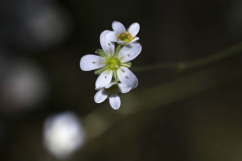 Tufted Saxifrage  Geotagged,Saxifraga cespitosa,Spring,Tufted Saxifrage,United States