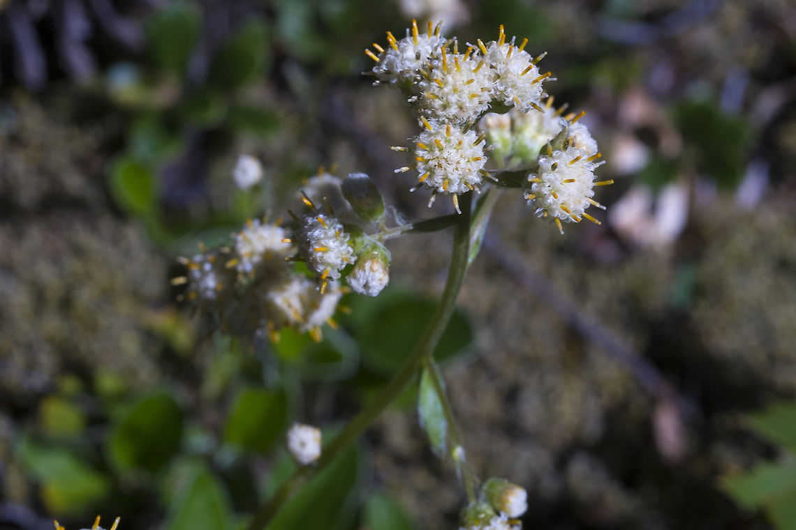 Wooly Pussytoes  Antennaria lanata,Geotagged,Spring,United States