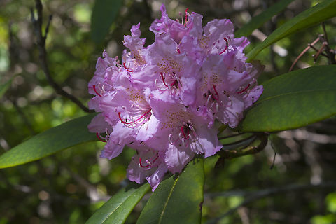 Pacific Rhododendron The state flower of Washington Geotagged,Rhododendron macrophyllum,Spring,United States