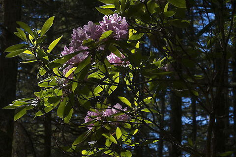 Back-lit Rhododendrons  Geotagged,Rhododendron macrophyllum,Spring,United States
