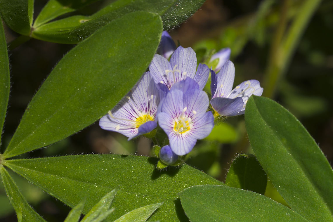 Showy Jacob's Ladder  Geotagged,Polemonium californicum,Spring,United States