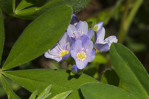 Showy Jacob's Ladder  Geotagged,Polemonium californicum,Spring,United States
