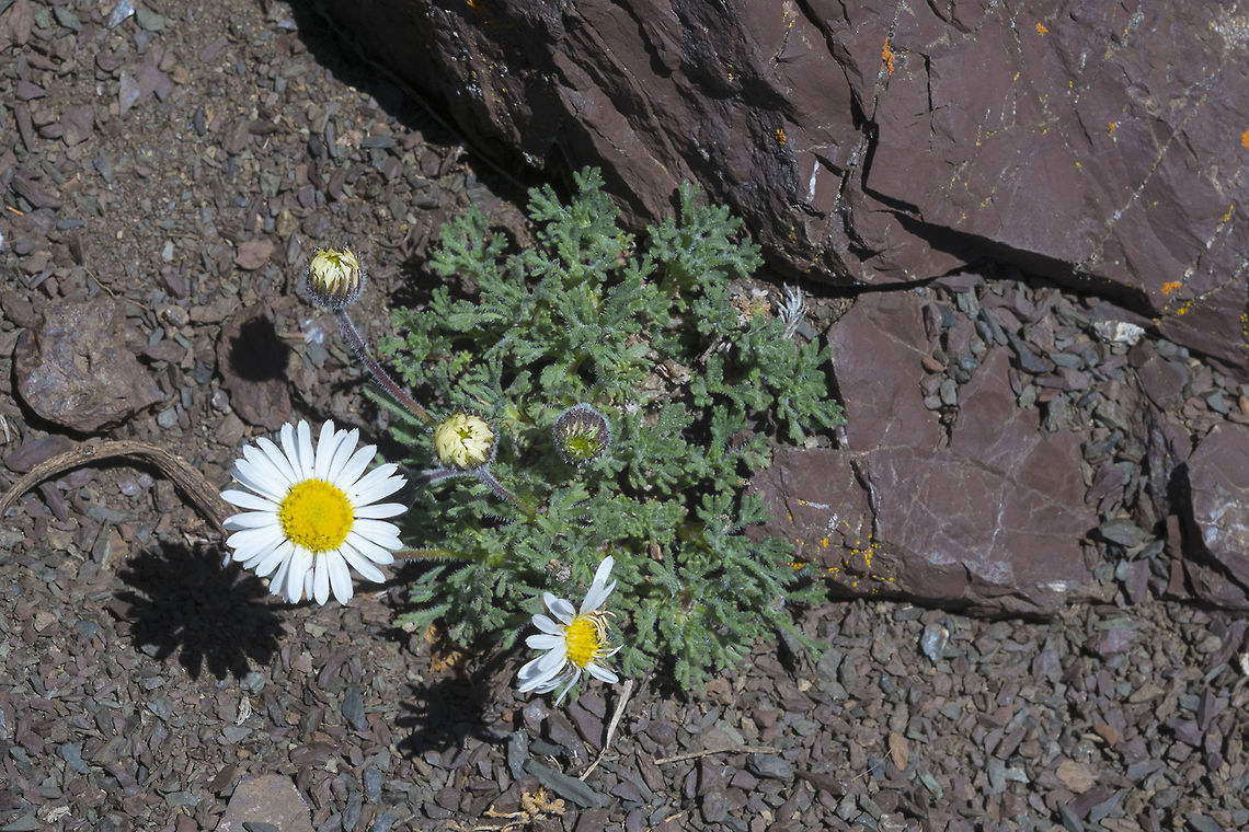 Cut Leaved Daisy  Dwarf mountain fleabane,Erigeron compositus,Geotagged,Spring,United States