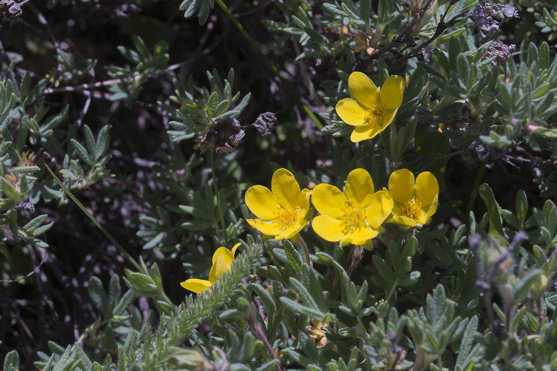 Shrubby Cinquefoil This is wild, but it's also become a popular hardy garden plant Dasiphora fruticosa,Geotagged,Spring,United States