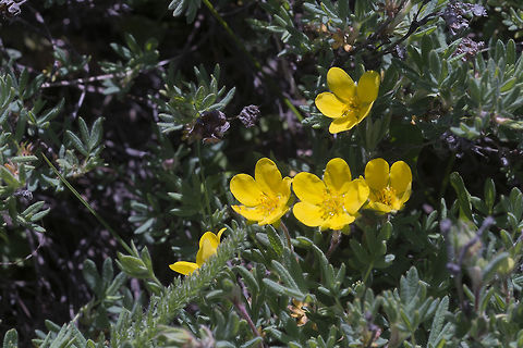 Shrubby Cinquefoil This is wild, but it's also become a popular hardy garden plant Dasiphora fruticosa,Geotagged,Spring,United States